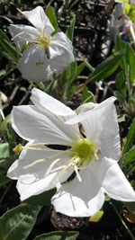 tufted evening primrose