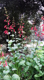 Cardinal Penstemon