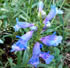 Catherine de la Mare Foothill Penstemon