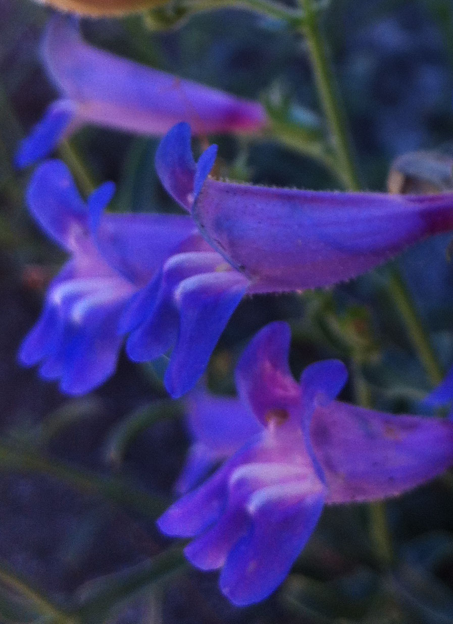 Gay Penstemon