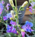 Margarita BOP Foothill Penstemon