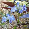 Meadow Penstemon