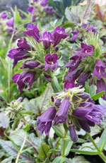 Dusky Penstemon