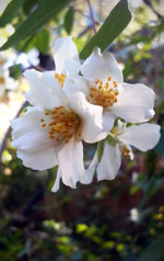 Littleleaf Mock Orange