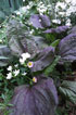 giant purple leaf plantain