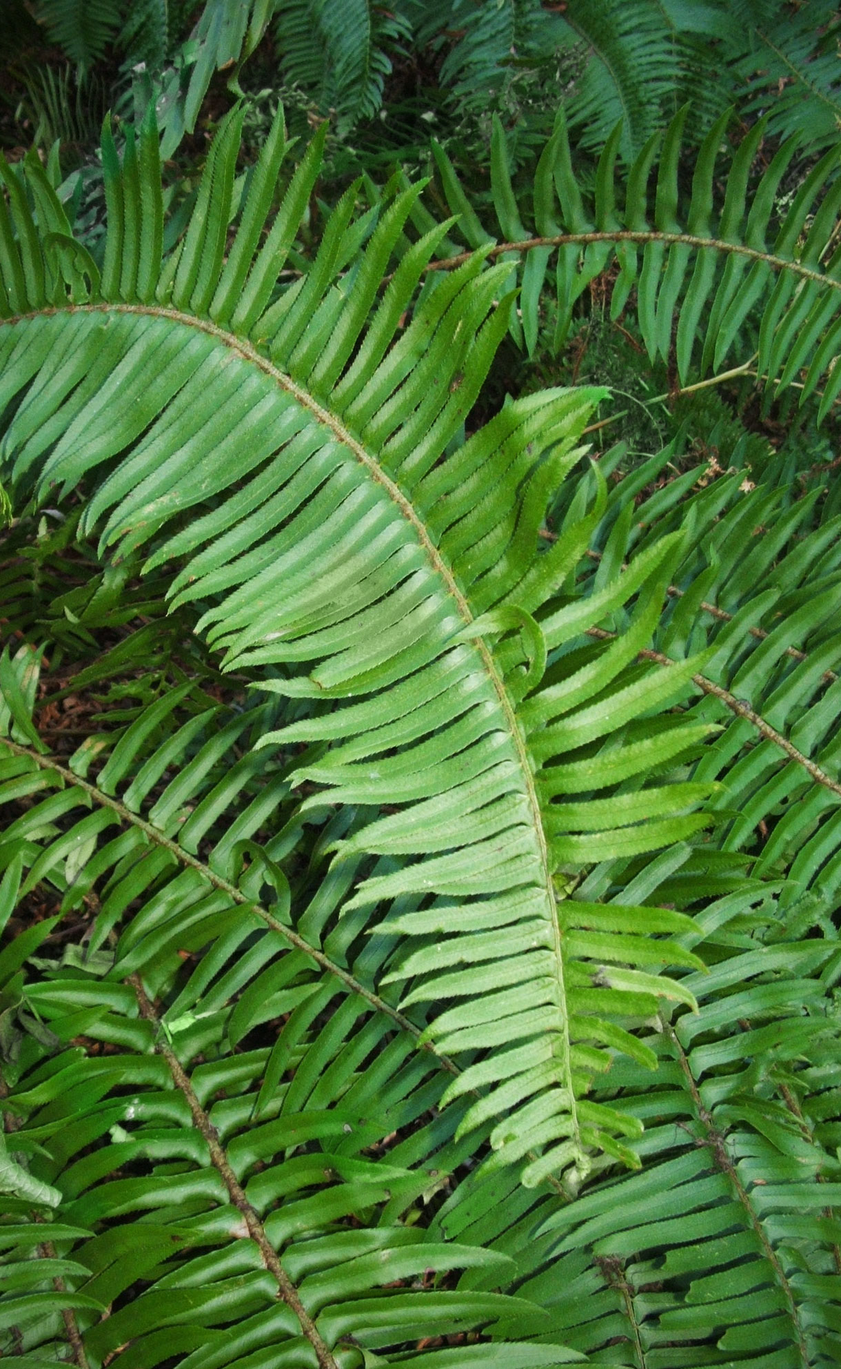 Western Sword Fern