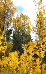 Quaking Aspen