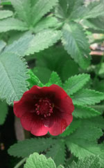 Monarch's Velvet Cinquefoil