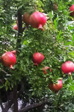 Wonderful Pomegranate