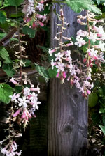 Dancing Tassels Chaparral Currant