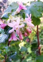 Pink Flowering Currant