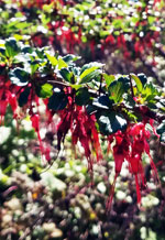 fuchsia flowered gooseberry