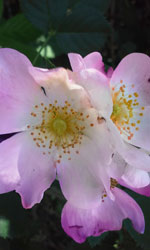 InteriorWild Rose