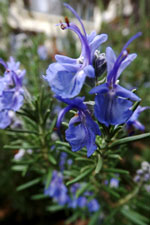 Benenden Blue Rosemary