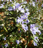 Trailing Rosemary