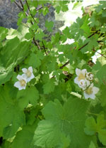 Thimbleberry