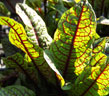 red veined sorrel