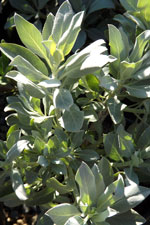 white sage