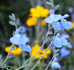 Prairie Sage