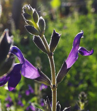 Coahuila Sage