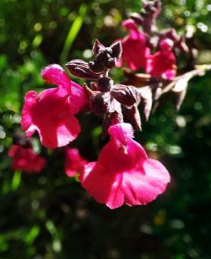 pink autumn sage