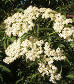 Blue Elderberry