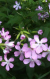 Soapwort