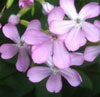 Common Soapwort