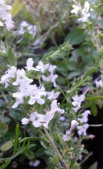 Winter Savory