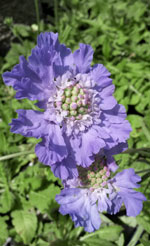 Pincushion Flower