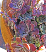 Cape Blanco Stonecrop