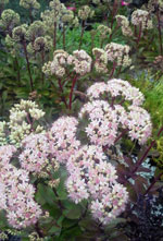 Matrona Stonecrop