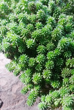 Tiny Urchin Stonecrop