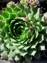 Pileosum Hens and Chicks