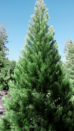 Giant Sequoia