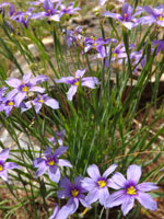 blue eyed grass 