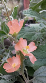 Desert Mallow