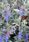 Azure Bush Germander