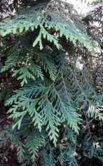 Green Giant Arborvitae