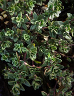 English Thyme