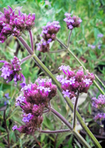 purpletop vervain