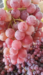 Flame table grape