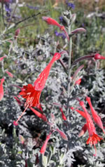 California Fuchsia