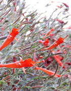 Narrowleaf California Fuschia