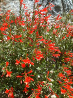 California Fuchsia