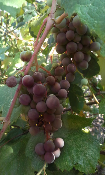 Concord Grape