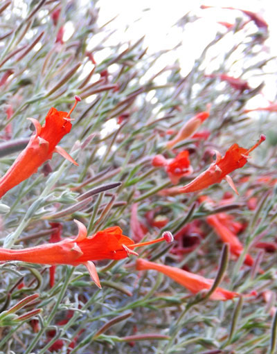 Narrowleaf California Fuschia